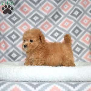 Peaches, Bich-Poo Puppy